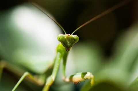 Close Up Pray-manits Stock Photos