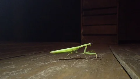 Close up Praying Mantis back with walking ants . Mantis Religiosa Stock Footage 112159389