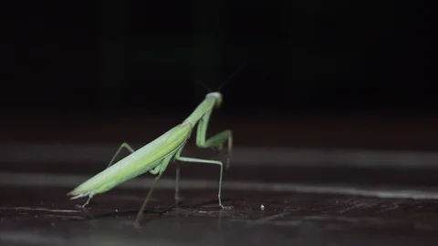 Close up Praying Mantis back with walking ants . Mantis Religiosa Stock Footage 112159459