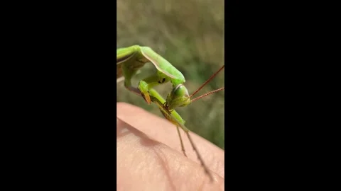 Close-up of praying mantis chewing with jaws on human hand Stock Footage 310209184