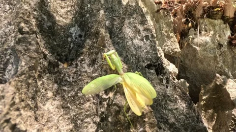 Close-up of praying mantis crawling and spreading wings on rock Stock Footage 339980366