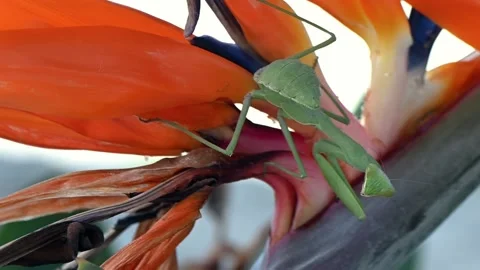Close-up of praying mantis face on Strelitzia petal, Cyprus nature detail Video stock 327579726