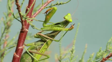 Close up of a Praying Mantis Stock Footage 43063977