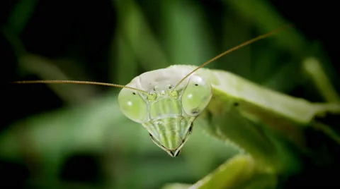Close up of praying mantis Video stock 69014096