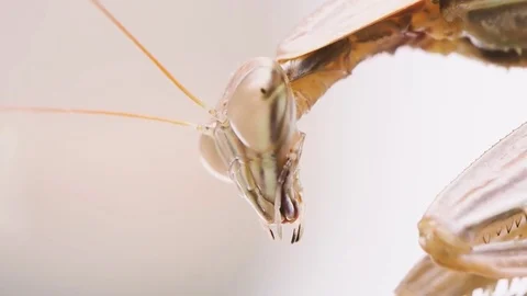 Close up of praying mantis Video stock 83136447