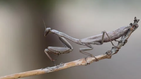 Close up of praying mantis Stock Footage 320454244