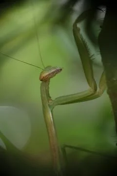 Close-up of praying mantis in the garden. Stock Photos