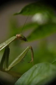 Close-up of praying mantis in the garden. Stock Photos