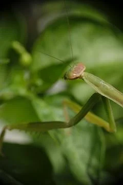 Close-up of praying mantis in the garden. Stock Photos