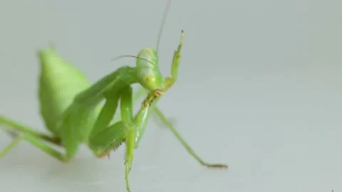 Close-up Praying Mantis On Gray Background Stock Footage 157993192