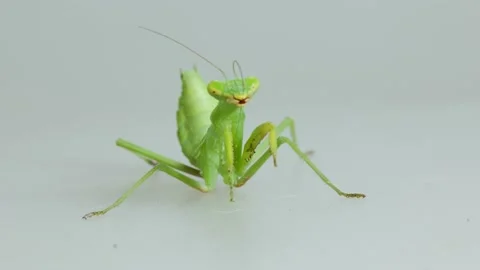 Close-up Praying Mantis On Gray Background Stock Footage 157993225