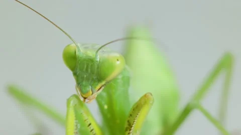 Close-up Praying Mantis On Gray Background Video stock 157993340