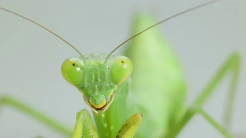 Close-up Praying Mantis On Gray Background Video stock 157993498
