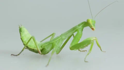 Close-up Praying Mantis On Gray Background Stock Footage 157993600