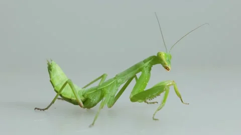 Close-up Praying Mantis On Gray Background Stock Footage 157993647