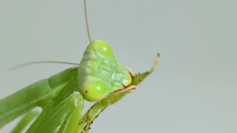 Close-up Praying Mantis On Gray Background Stock Footage 157993691