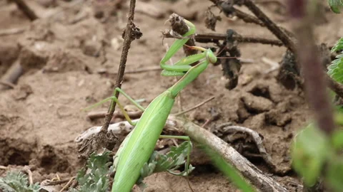 Close-up of a praying mantis on a green ground. Media. The praying mantis with Stock Footage 170599210
