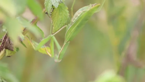 Close-up of a praying mantis on a green leaf. Media. Mantis with the Latin name 스톡 동영상 170599483