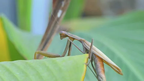 Close-up of a praying mantis on a green leaf Stock Footage 234215278