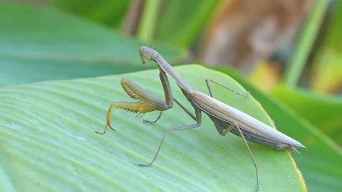 Close-up of a praying mantis on a green leaf 스톡 동영상 234215324