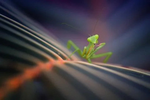 Close-up of a praying mantis on a leaf, Indonesia Stock Photos