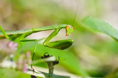 Close-Up of Praying Mantis on Leaf in Natural Outdoor Setting Stock Photos