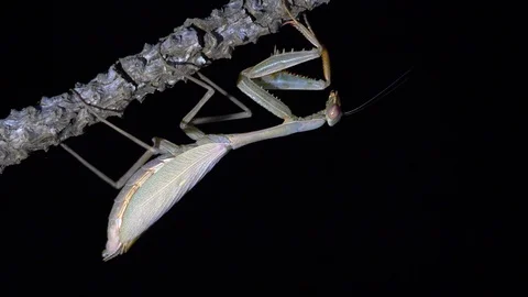Close up of praying mantis at night Stock Footage 88940196