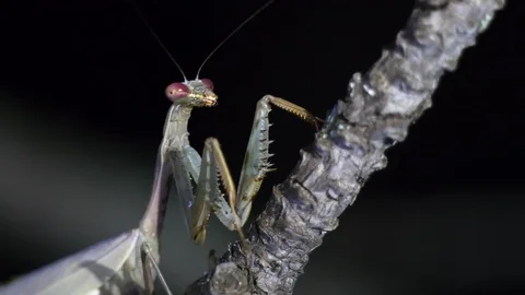 Close up of praying mantis at night Stock Footage 88940287