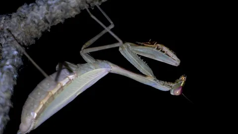 Close up of praying mantis at night Stock Footage 88973739