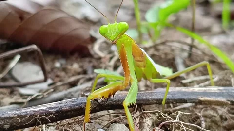 Close Up of Praying Mantis Nodding Head Natural Insect Behavior in Tropical Fore Vídeos de archivo 333602784