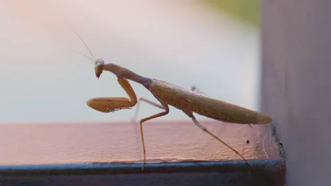 Close up of the praying mantis on a pavement street. Video stock 153140921