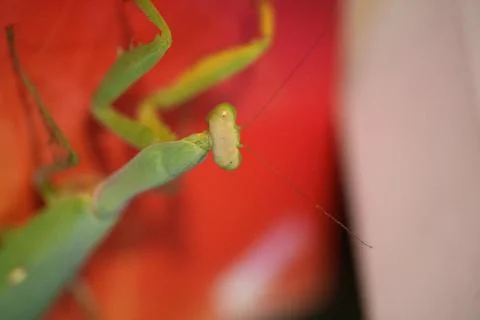 Close-up of a praying mantis Stock Photos