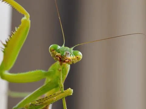 Close-up of a praying mantis Fotos Stock