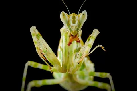 Close up praying mantis with prey Photos
