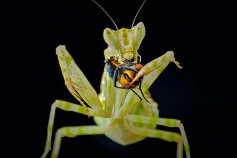 Close up praying mantis with prey Fotos Stock