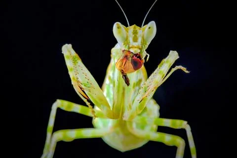 Close up praying mantis with prey Fotos Stock