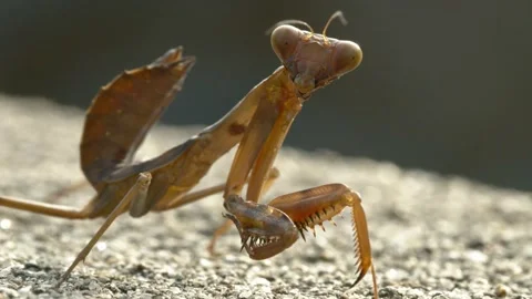 Close up of a praying mantis resting on the ground. Stock Footage 136562437