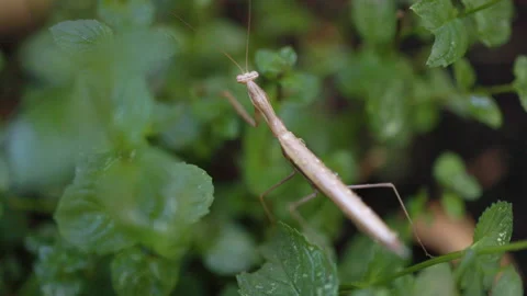 Close-up of a praying mantis on a rock surface Video stock 290512966