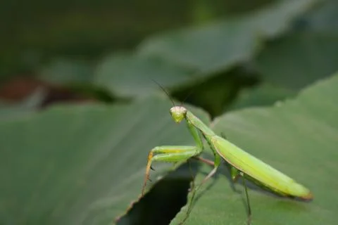 Close-up of praying mantis on squash plant leaves Fotos de archivo