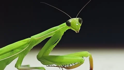Close up of praying mantis staring at camera at night Stock Footage 342580430