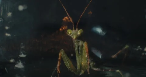 Close-Up Of A Praying Mantis Staring Directly At The Camera Stock Footage 301458448
