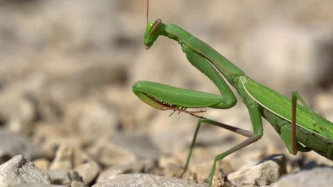 Close-up praying mantis turning head towards camera Stock Footage 71178284