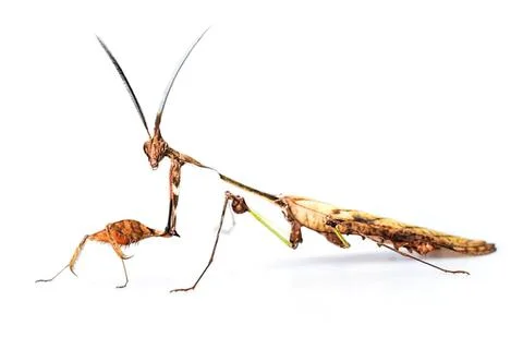Close-up of a praying mantis on a white background Stock Photos