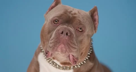 close up of precious brown bully puppy Stock Video Pond5