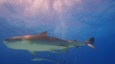 Close-Up with a Predator Stock Footage 314438441