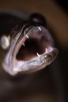 Close-up of a predatory fish with sharp teeth and open mouth, showcasing de.. Stock Photos
