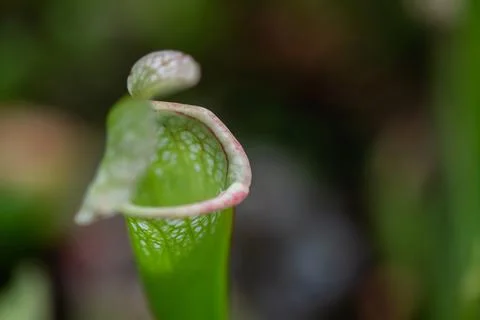 Close-up of a predatory insect trap flower of Sarracenia with selective focus Stock Photos