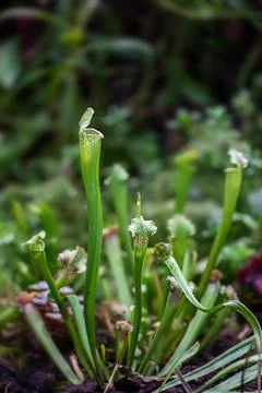 Close-up of a predatory insect trap flower of Sarracenia with selective focus Foto stock