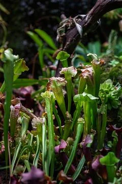 Close-up of a predatory insect trap flower of Sarracenia with selective focus Foto stock