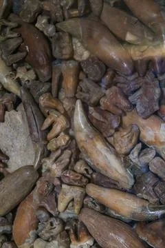 Close-up of prehistoric cave bear teeth and fossilized bones Stock Photos